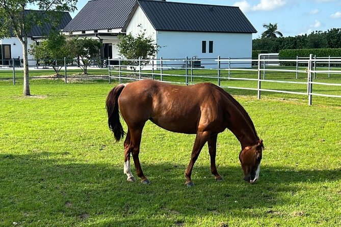 1 hour of ATV + 1 hour horse ride-- free videos and pictures - Group size, comfort, and preparation