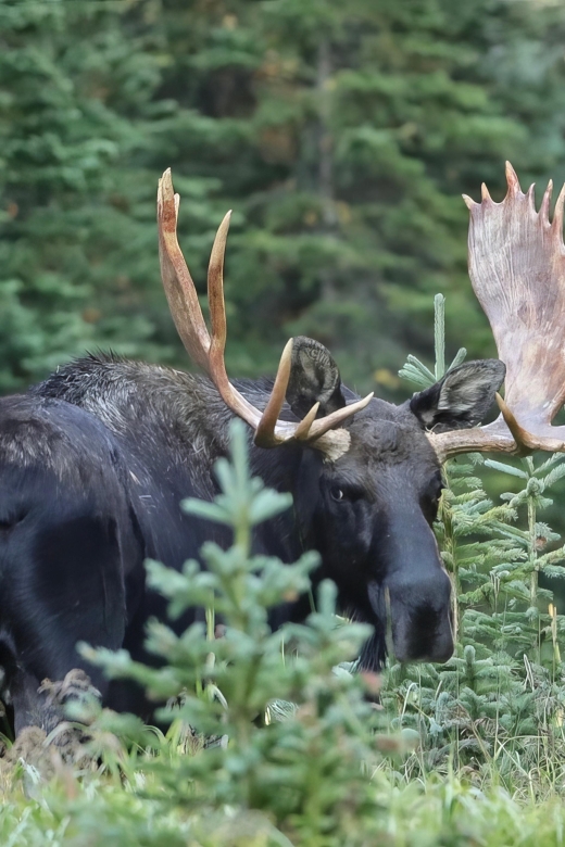 3/4 Day RMNP Mtn to Sky+Bear Lake Rd Tour-RMNPhotographer - Who Will Like This Tour Most