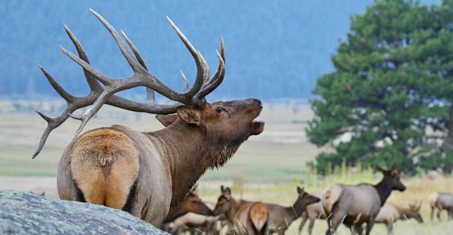3/4 Day RMNP Mtn to Sky+Bear Lake Rd Tour-RMNPhotographer - Starting at Coffee on the Rocks in Estes Park