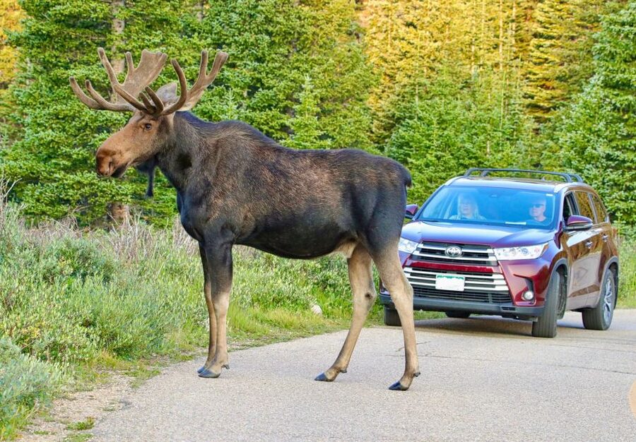 3/4 Day RMNP Mtn to Sky+Bear Lake Rd Tour-RMNPhotographer - What the Private Format Is Worth at $179