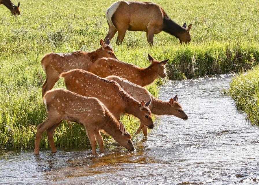 3/4 Day RMNP Mtn to Sky+Bear Lake Rd Tour-RMNPhotographer - Timing, Comfort, and Accessibility