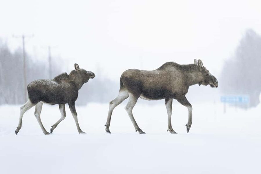 Abisko: Photo Hike with Professional Photographer - Starting among Abisko’s winter forests