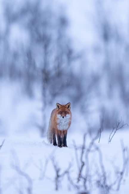 Abisko: Photo Hike with Professional Photographer - Who will enjoy this photo hike most?