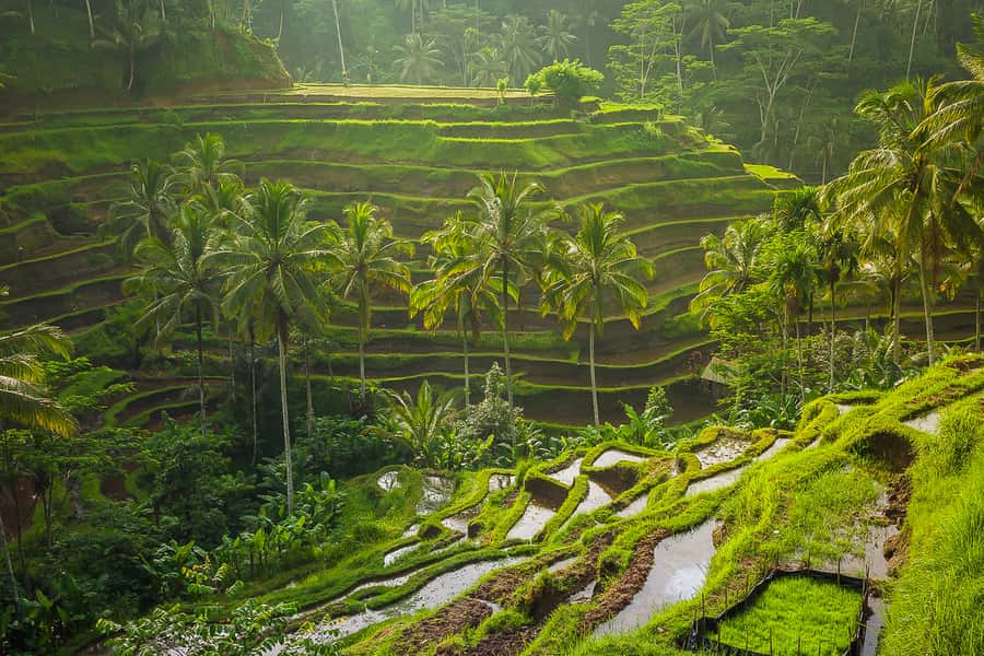 Bali: Full-Day Instagram Highlights Tour - Rice fields and the jungle swing