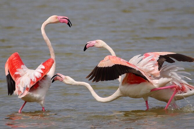 Birding & Photography Day Trip to Doñana from Seville - Key points before you book