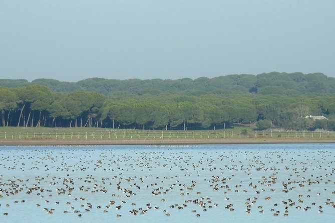 Birding & Photography Day Trip to Doñana from Seville - Why Doñana makes a worthwhile day from Seville