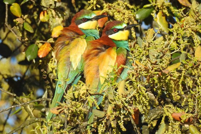Birding & Photography Day Trip to Doñana from Seville - Moving through Doñana’s changing habitats