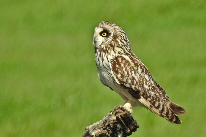 Birding & Photography Day Trip to Doñana from Seville - Birding gear and photography help