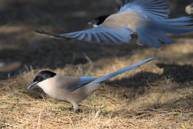 Birding & Photography Day Trip to Doñana from Seville - The guides are a major part of the value