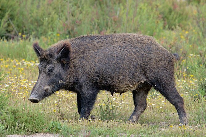 Birding & Photography Day Trip to Doñana from Seville - Who should book this experience?