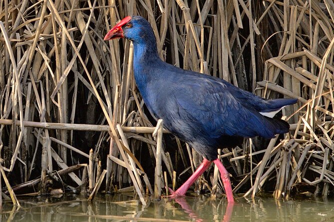 Birding & Photography Day Trip to Doñana from Seville - Practical tips for a better day