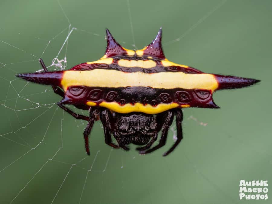 Cairns: Insect Photography Tour of Cairns Botanic Gardens - Is $56 good value for two hours?