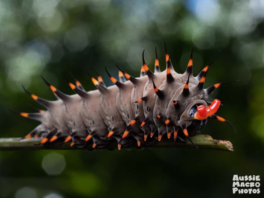 Cairns: Insect Photography Tour of Cairns Botanic Gardens - Why this Cairns tour looks at the small stuff