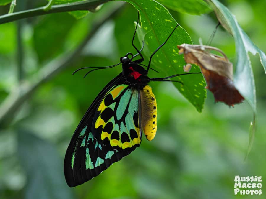 Cairns: Insect Photography Tour of Cairns Botanic Gardens - A seasonal route through the botanic gardens