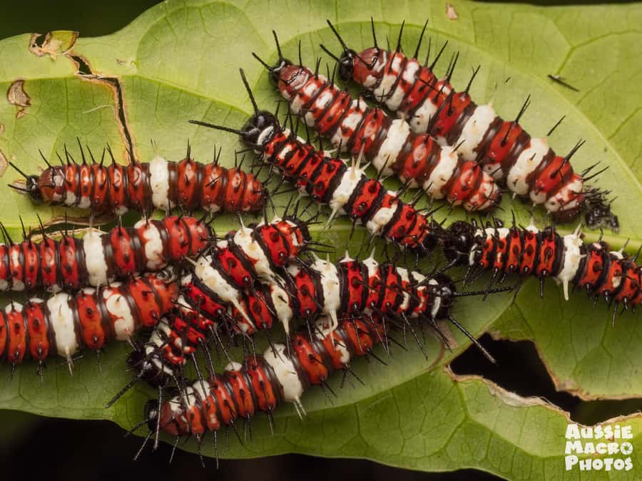 Cairns: Insect Photography Tour of Cairns Botanic Gardens - Camera hire from beginner to advanced