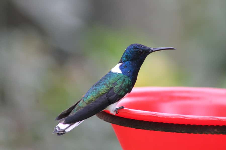 Cali: Hummingbird Watching & Photography Tour - Leaving Cali for the western mountains