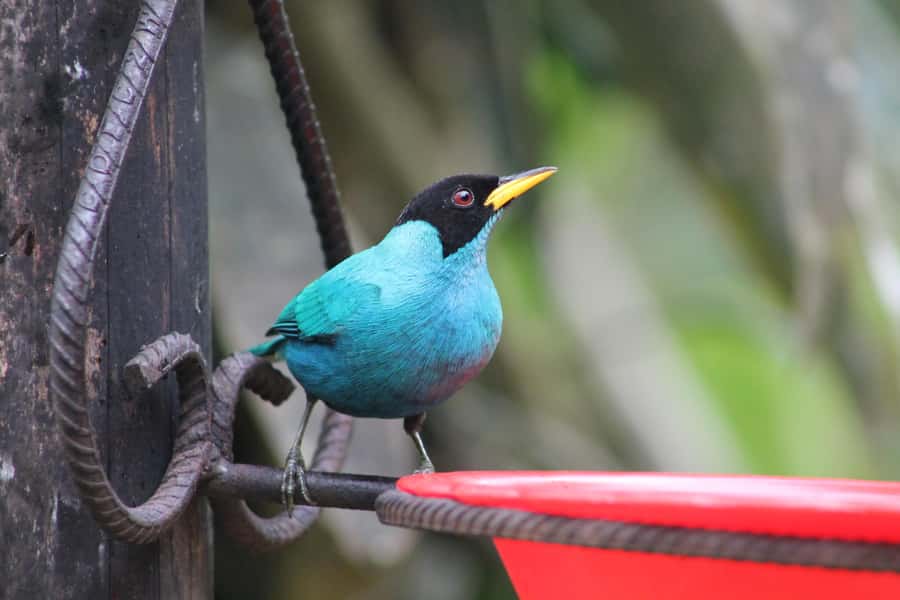 Cali: Hummingbird Watching & Photography Tour - Cool rain, warm layers, and practical comfort