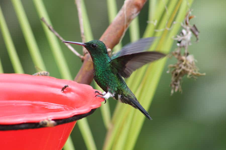 Cali: Hummingbird Watching & Photography Tour - What the two-hour visit feels like