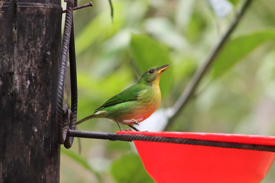 Cali: Hummingbird Watching & Photography Tour - The ride back and the value of local guidance