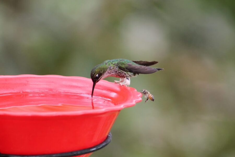 Cali: Hummingbird Watching & Photography Tour - Is $65 a good price?