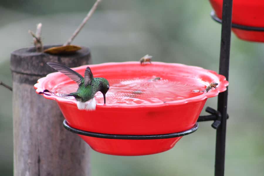Cali: Hummingbird Watching & Photography Tour - Who should book this mountain bird tour?