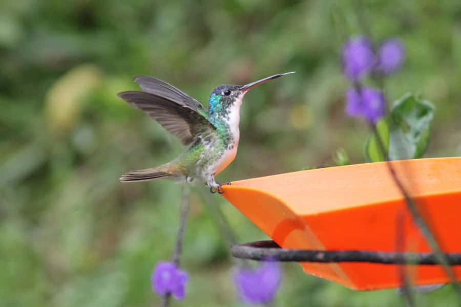 Cali: Hummingbird Watching & Photography Tour - Finca Alejandría: a close look at hummingbirds