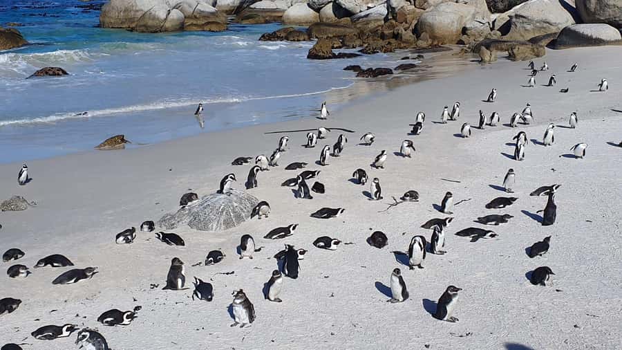 Cape Town: Table MT, Cape Point & Penguins Instagram Tour - Bo-Kaap and the ride back to Cape Town