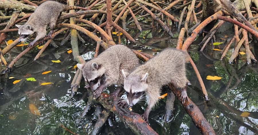 Cartagena: Raccoon Island Snorkel, Mangrove, Photos & Lunch - Key points before you book