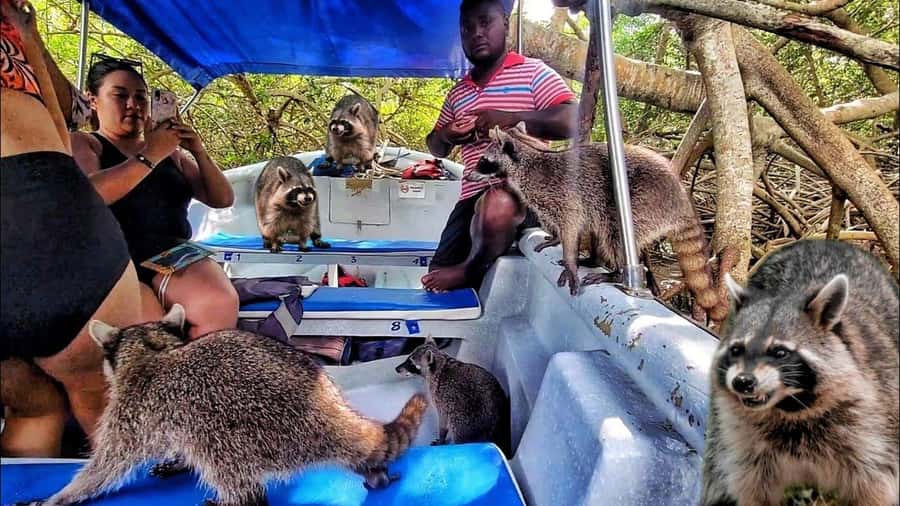 Cartagena: Raccoon Island Snorkel, Mangrove, Photos & Lunch - What this Barú day trip is really trying to do