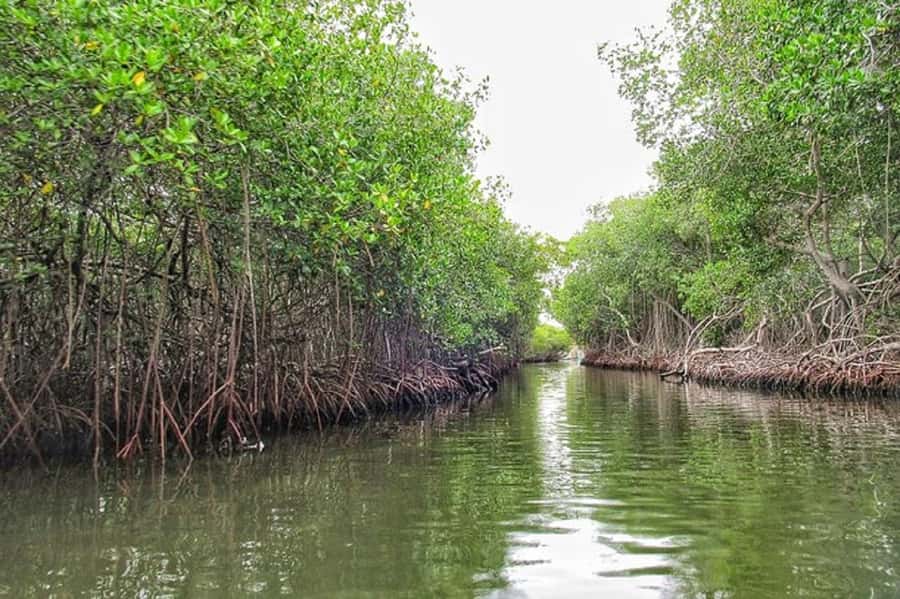 Cartagena: Raccoon Island Snorkel, Mangrove, Photos & Lunch - The speedboat ride and the secret stop