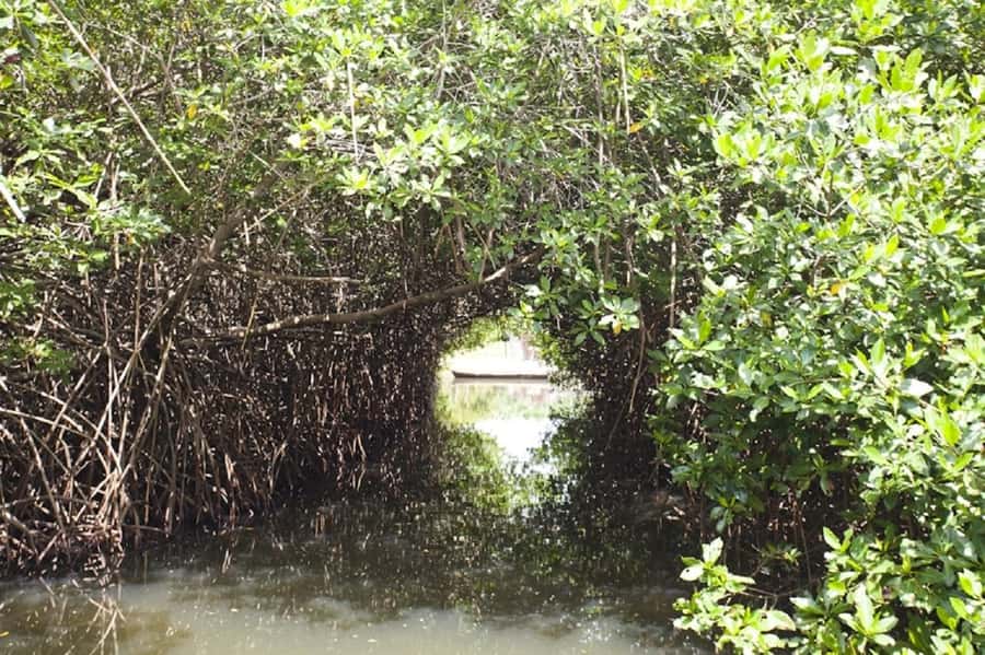 Cartagena: Raccoon Island Snorkel, Mangrove, Photos & Lunch - Raccoons in the mangroves
