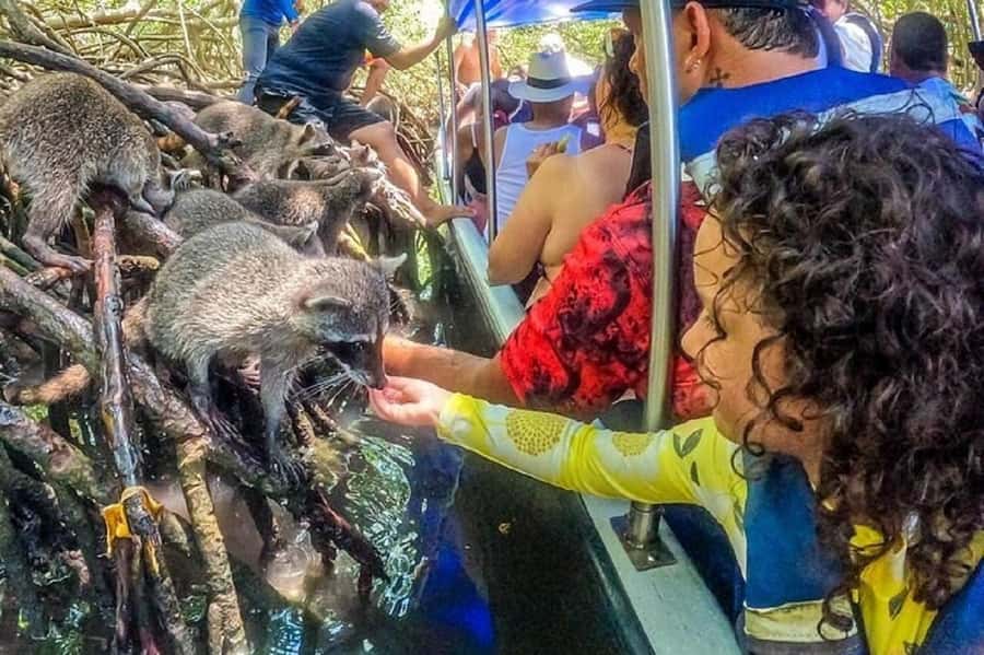 Cartagena: Raccoon Island Snorkel, Mangrove, Photos & Lunch - Snorkeling: the biggest question mark