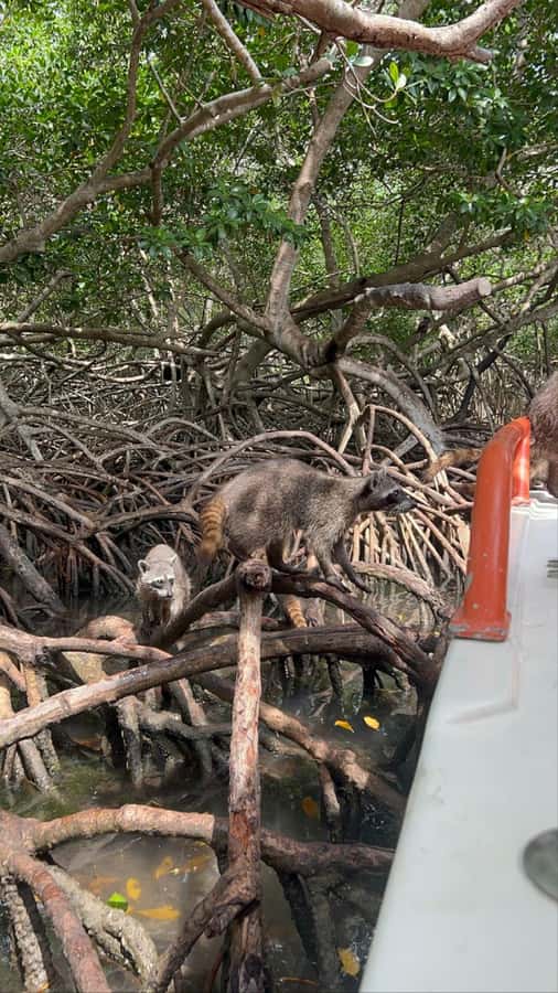 Cartagena: Raccoon Island Snorkel, Mangrove, Photos & Lunch - How much value do you get for $85?