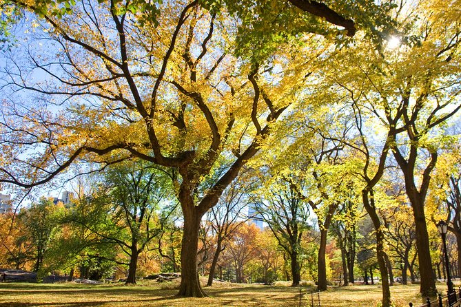 Central Park Photography Tour with Local Photographer - A workshop, not just a walk through Central Park