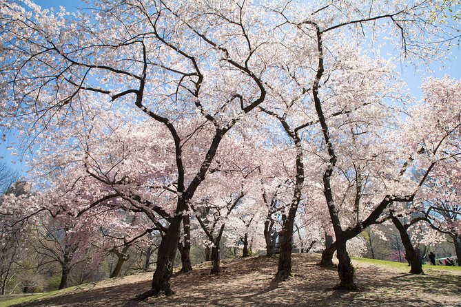 Central Park Photography Tour with Local Photographer - Bethesda Fountain and Bethesda Terrace