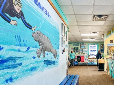 Manatee Snorkel Tour w/ In-Water Photographer