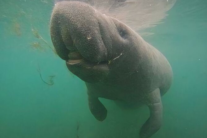 Crystal River: Private Manatee Swim With Heated Boat(Free Photos) - Why the heated boat matters