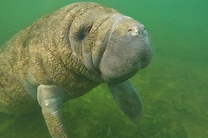 Crystal River: Private Manatee Swim With Heated Boat(Free Photos) - Floating beside manatees, not chasing them