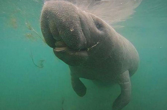 Crystal River: Private Manatee Swim With Heated Boat(Free Photos) - The crew earns much of the praise