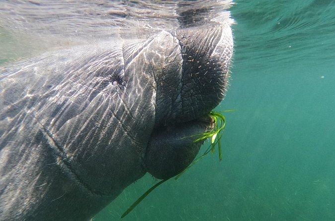 Crystal River: Private Manatee Swim With Heated Boat(Free Photos) - Photos, equipment, and family comfort