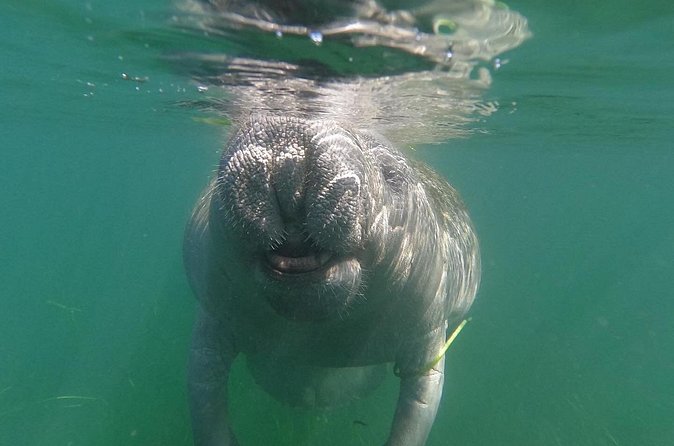 Crystal River: Private Manatee Swim With Heated Boat(Free Photos) - Timing, seasons, and changing manatee conditions