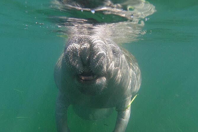 Crystal River: Private Manatee Swim With Heated Boat(Free Photos) - Check-in at 403 NE 2nd Street