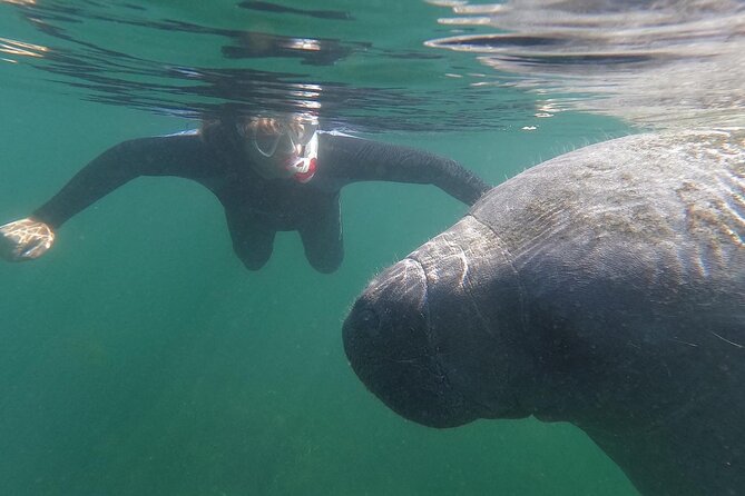 Crystal River: Semi-Private Manatee Swim Tour With Heated Boat - Key points to know before booking