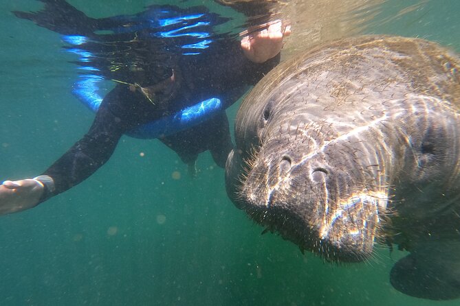 Crystal River: Semi-Private Manatee Swim Tour With Heated Boat - Why a six-person boat changes the morning