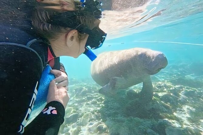 Crystal River: Semi-Private Manatee Swim Tour With Heated Boat - What the in-water guide adds