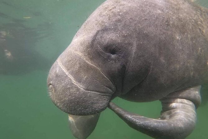 Crystal River: Semi-Private Manatee Swim Tour With Heated Boat - Cold weather, family needs, and swimming ability