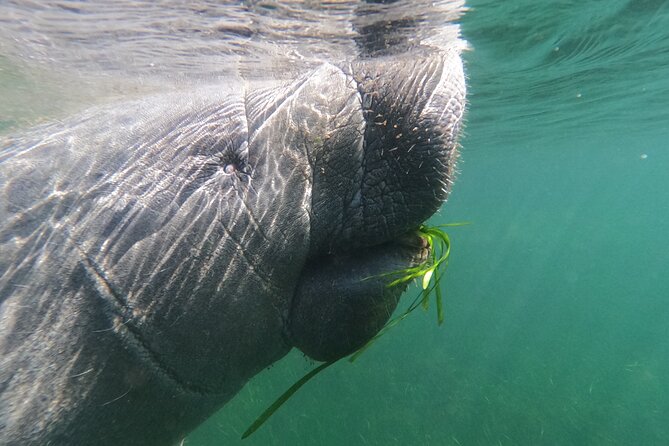 Crystal River: Semi-Private Manatee Swim Tour With Heated Boat - Check-in at 403 NE 2nd Street