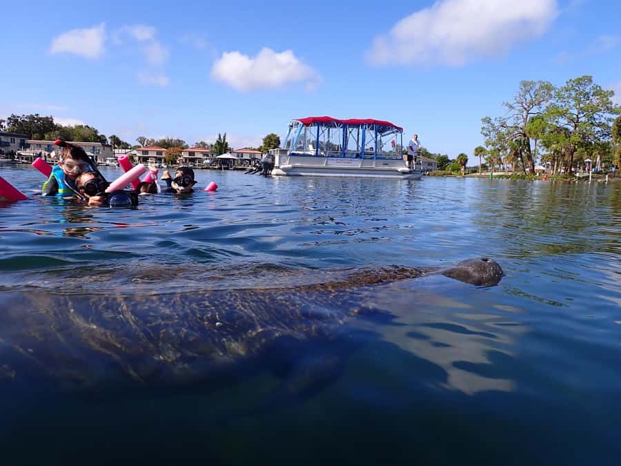 Crystal River: Swim with Manatees Private Tour Free Photos - Getting suited up for the water