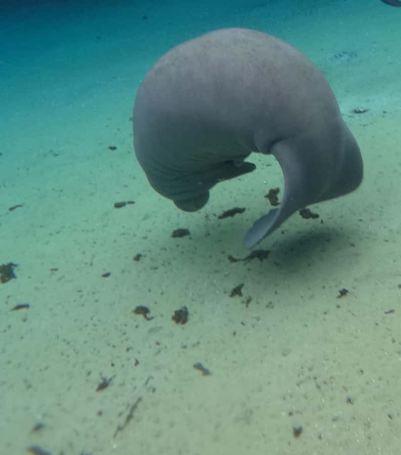 Crystal River: Swim with Manatees Private Tour Free Photos - Meeting the manatees in their spring refuge