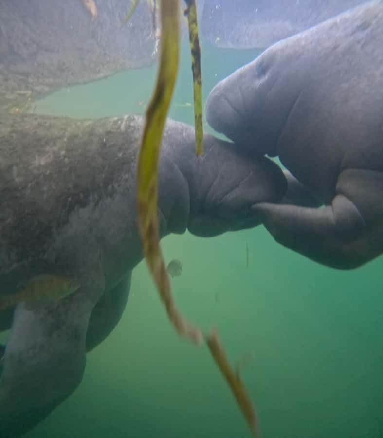 Crystal River: Swim with Manatees Private Tour Free Photos - Photos, videos, and the value of a private boat